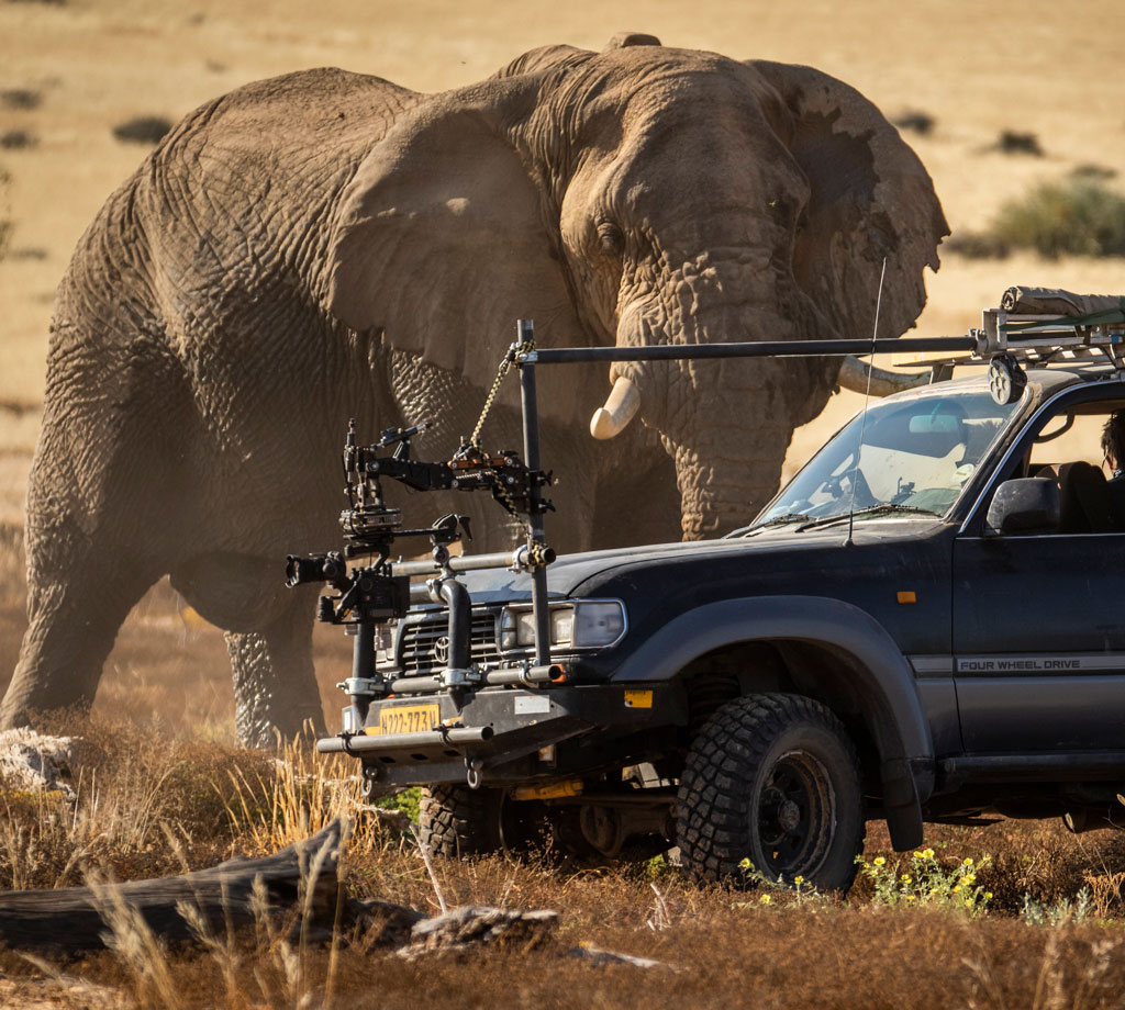 Elephant and truck