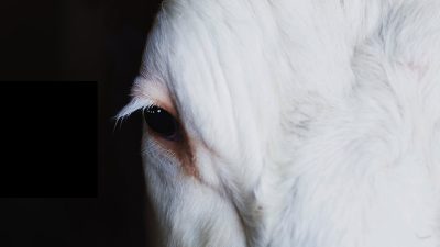 animal cow closeup