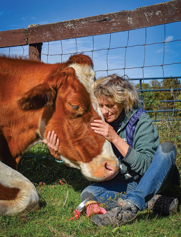 caring for cows