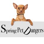 Spring Pet Dangers
