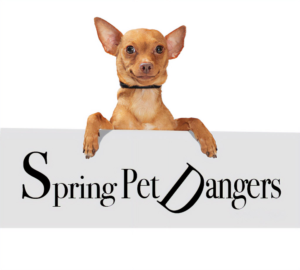 Spring Pet Dangers