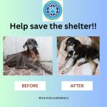 Before and After Isla Animal Shelter