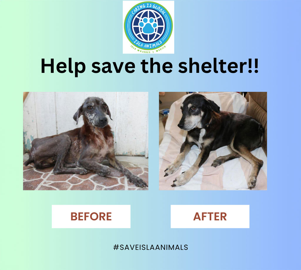 Before and After Isla Animal Shelter