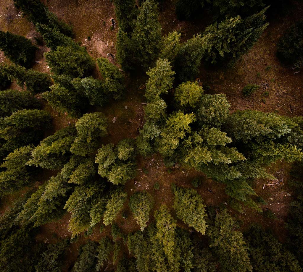Saving Forests Drought Relief nathan-anderson-j1_s52QX6fs-unsplash