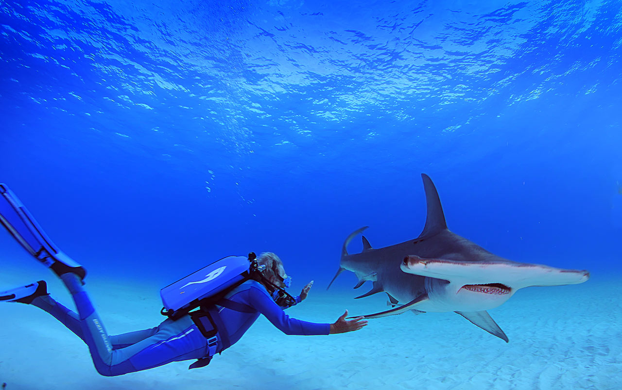 Jean-Michel Cousteau swimming with hammerhead shark