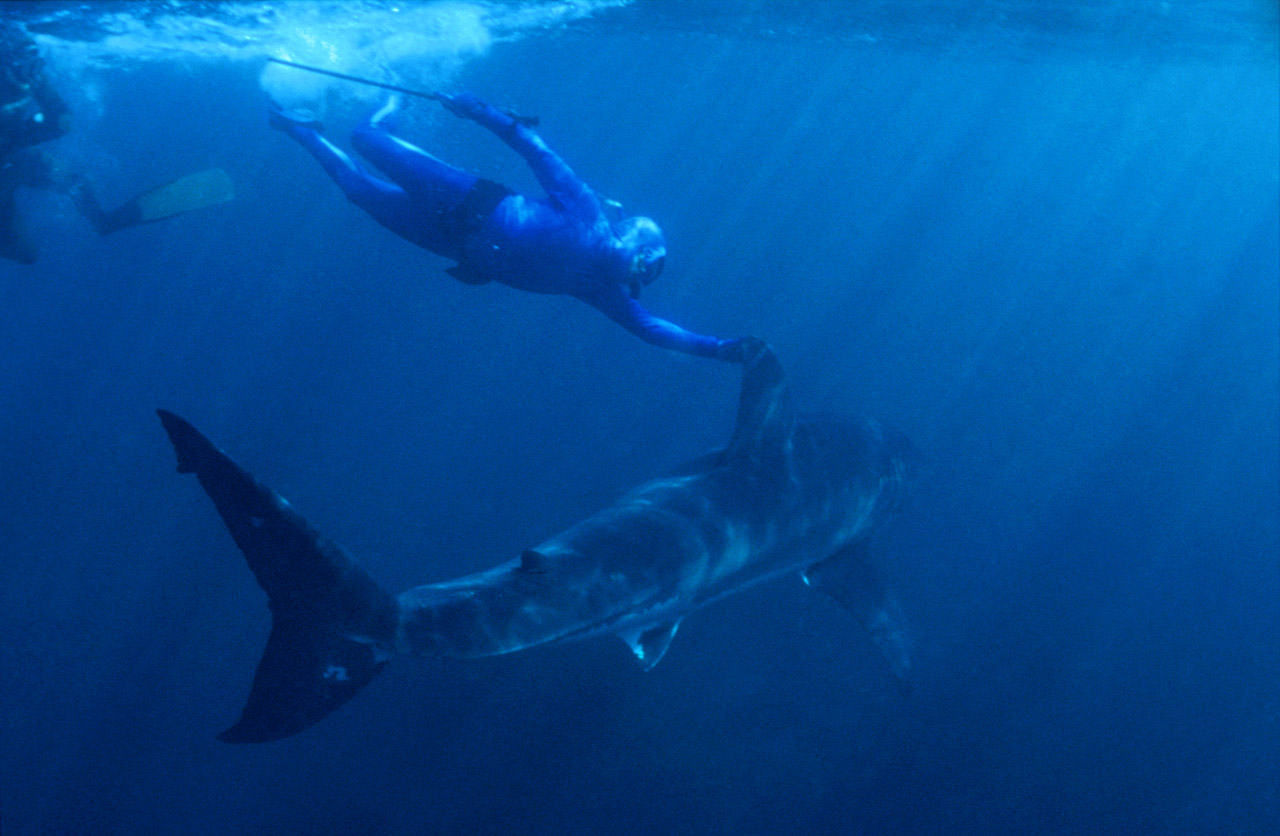 Jean-Michel Cousteau swimming with shark