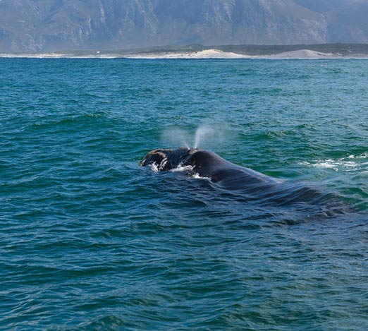Right Whale National Marine Sanctuary