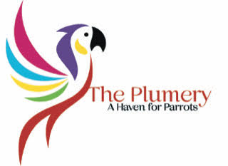 plumery logo