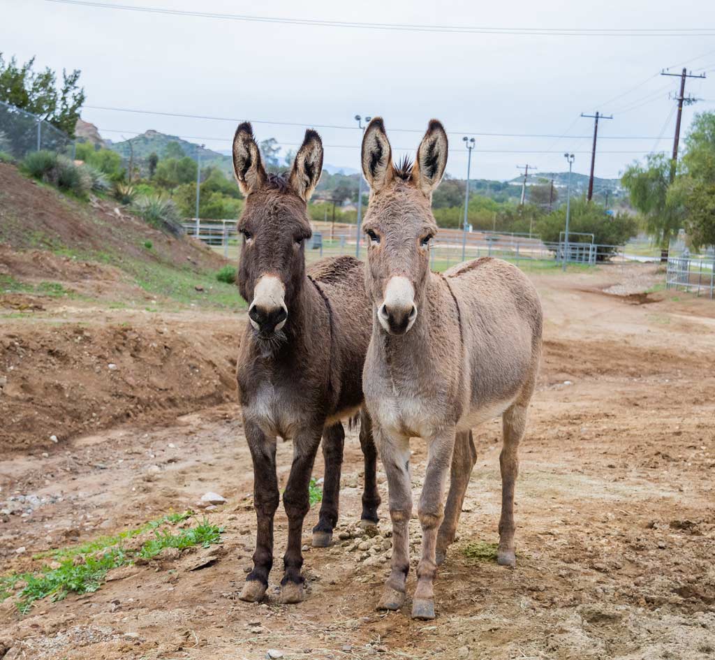 Animal Tracks Sanctuary