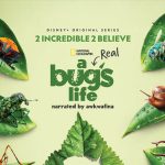 A Real Bugs Life Series