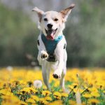 HERBAL DOG, Allergies and Sensitivities