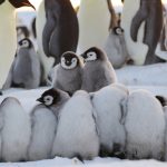 Secrets Of The Penguins