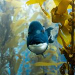 Ocean With David Attenborough - fish