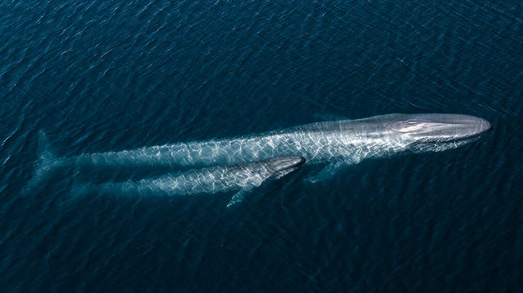 Ocean With David Attenboroughj - whales