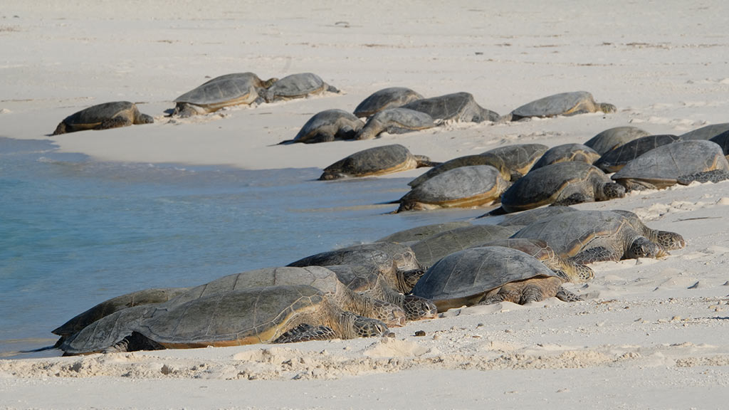 Ocean With David Attenborough - turtles on the beach