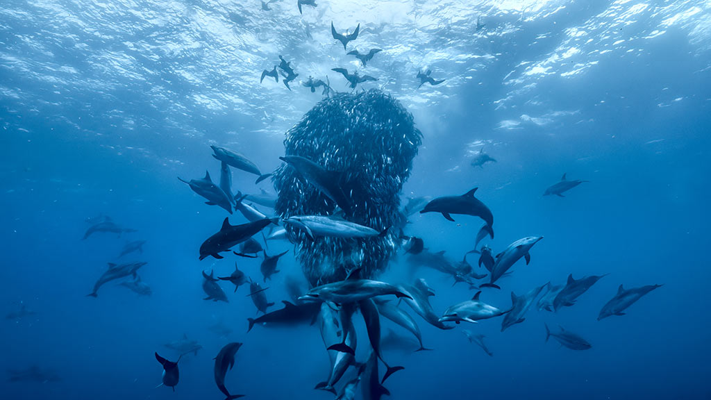 Ocean With David Attenborough - dolphins and fish