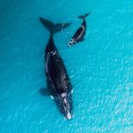 WHALES