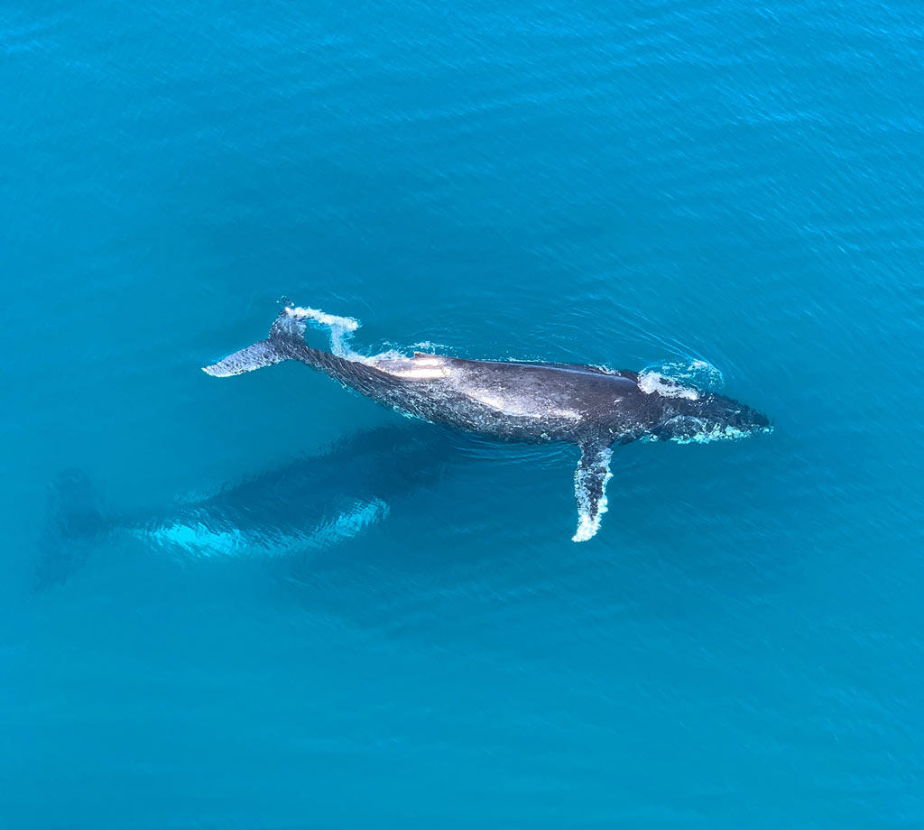 WHALES