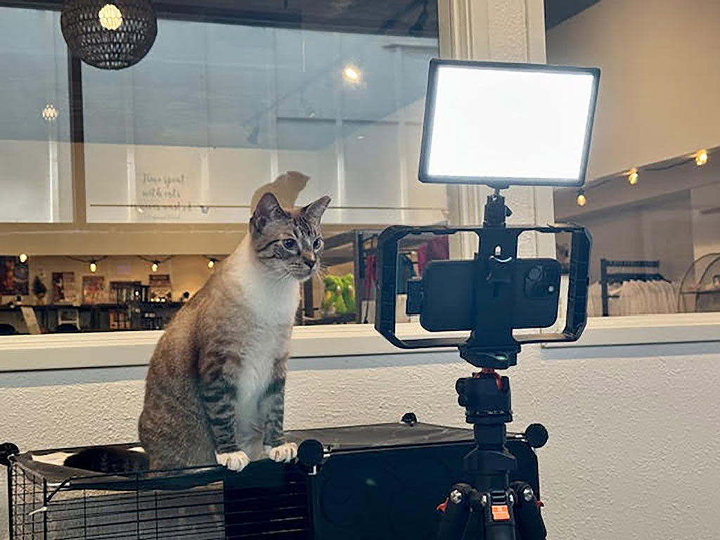 Arthur Von Wiesenberger cat on camera