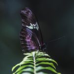 Natural Antibiotics purple-and-white-butterfly-sat-on-fern-leaf