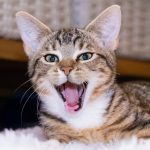 Kona Kat Cafe Cameron smiling