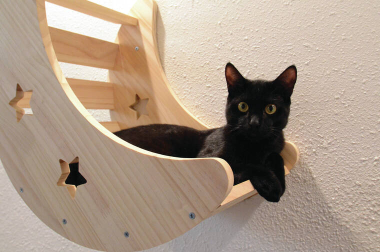 Kona Kat Cafe black cat resting