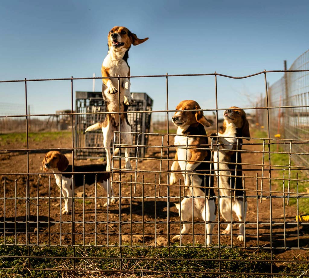 beagles behind fence