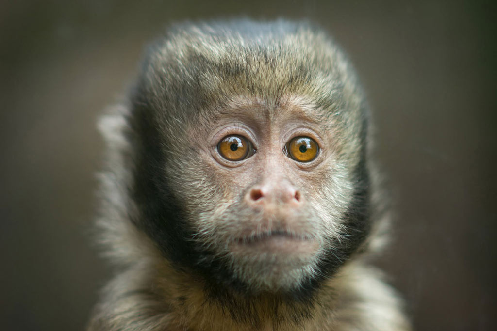monkey closeup