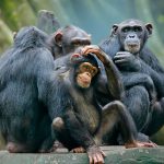 chimpanzee group