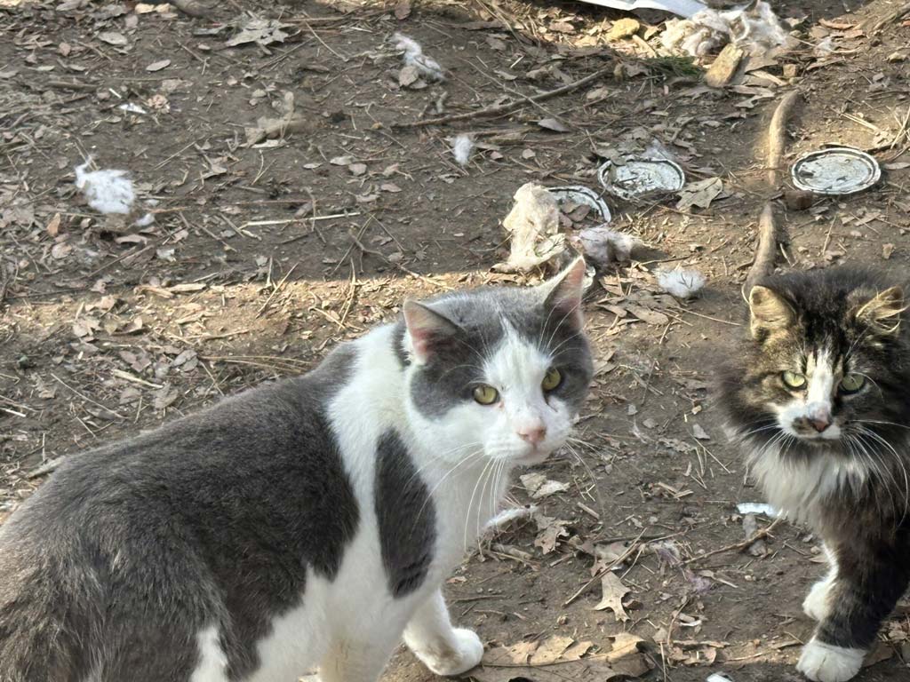 stray cats