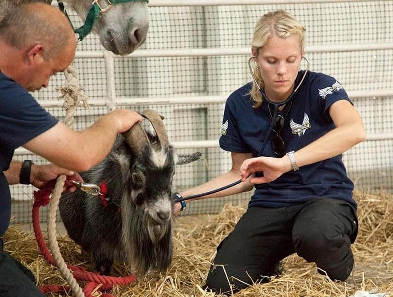 vet care