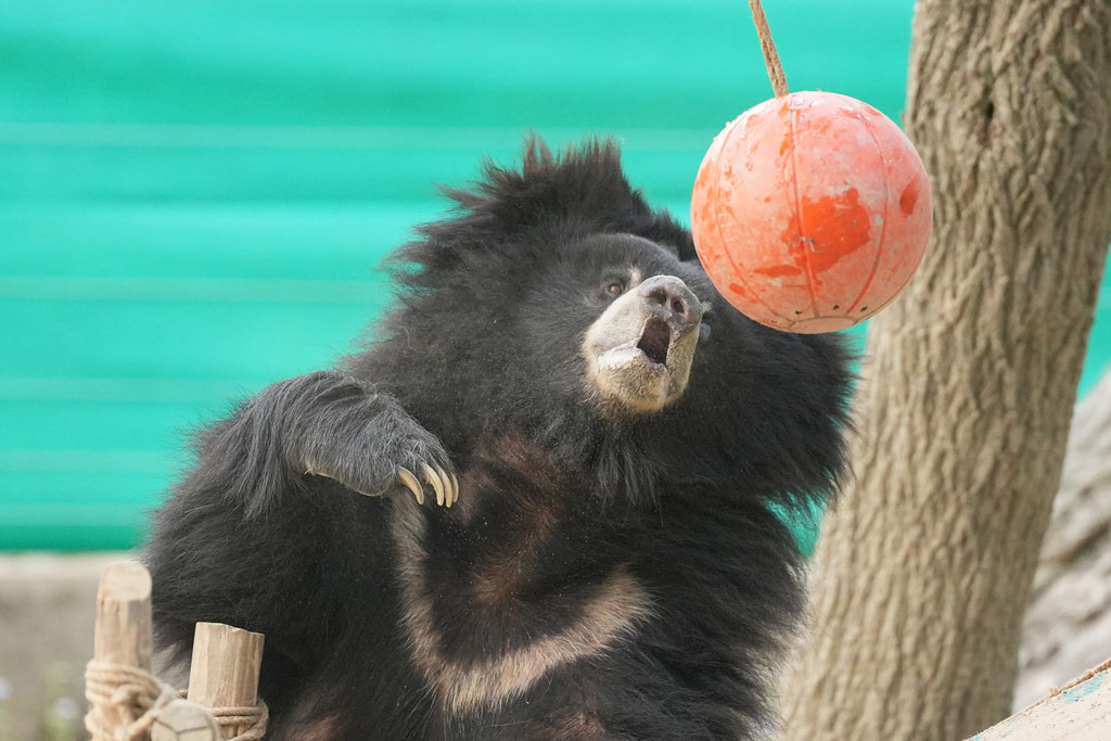Gracie The Sloth Bear