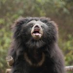 Gracie The Sloth Bear