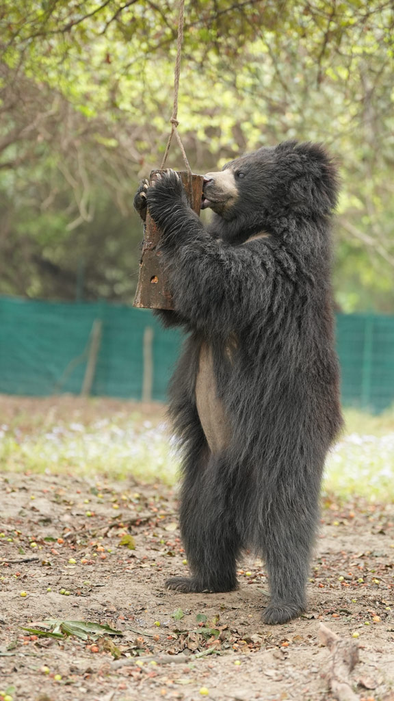 Gracie The Sloth Bear