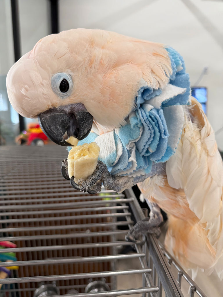 white parot