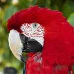 red parrot close up
