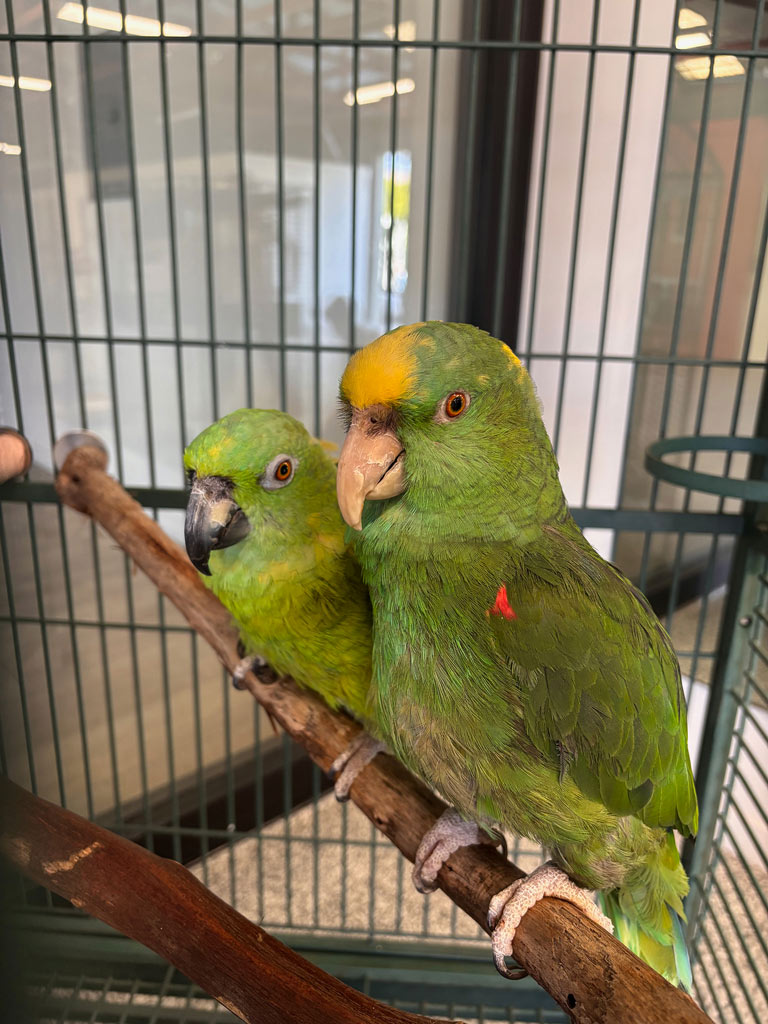 Parrots side by side