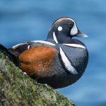 harlequin drake duck