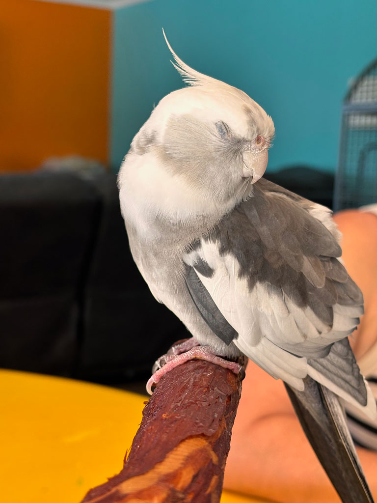 Parrot Roxie