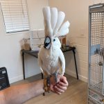 Parrot Zackary