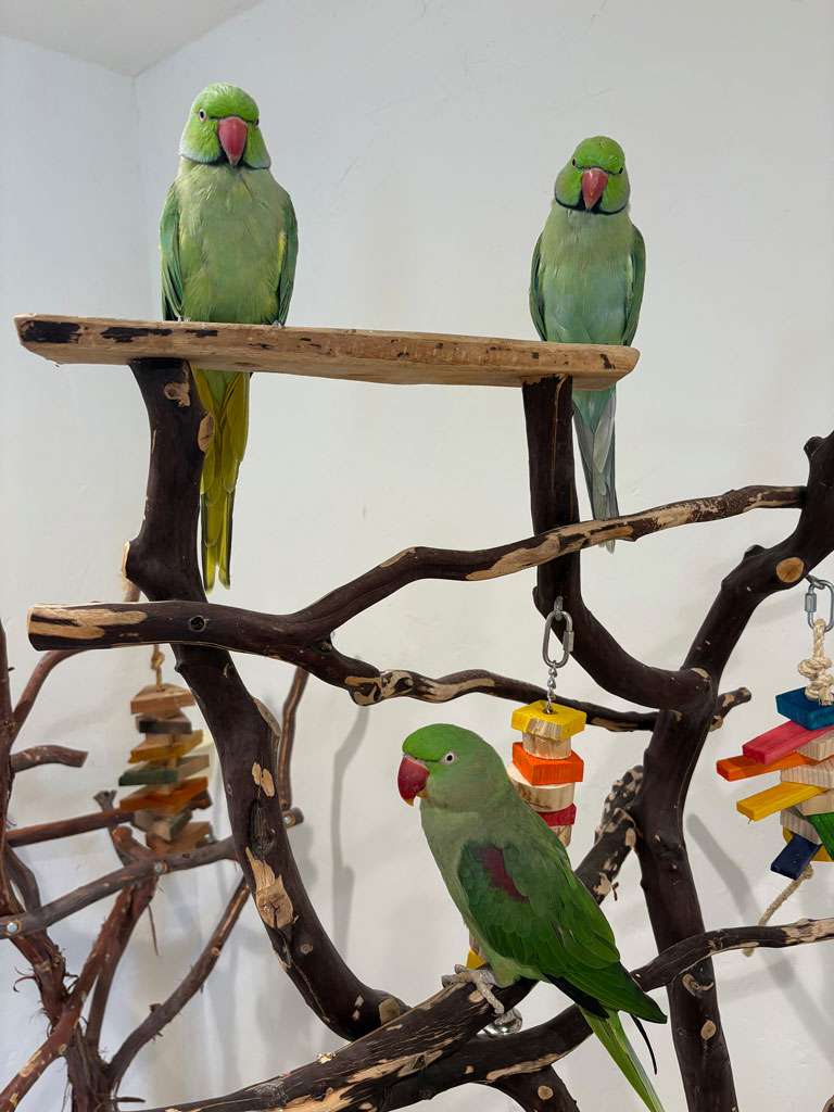 Parrots Harley, Monty, Nelly