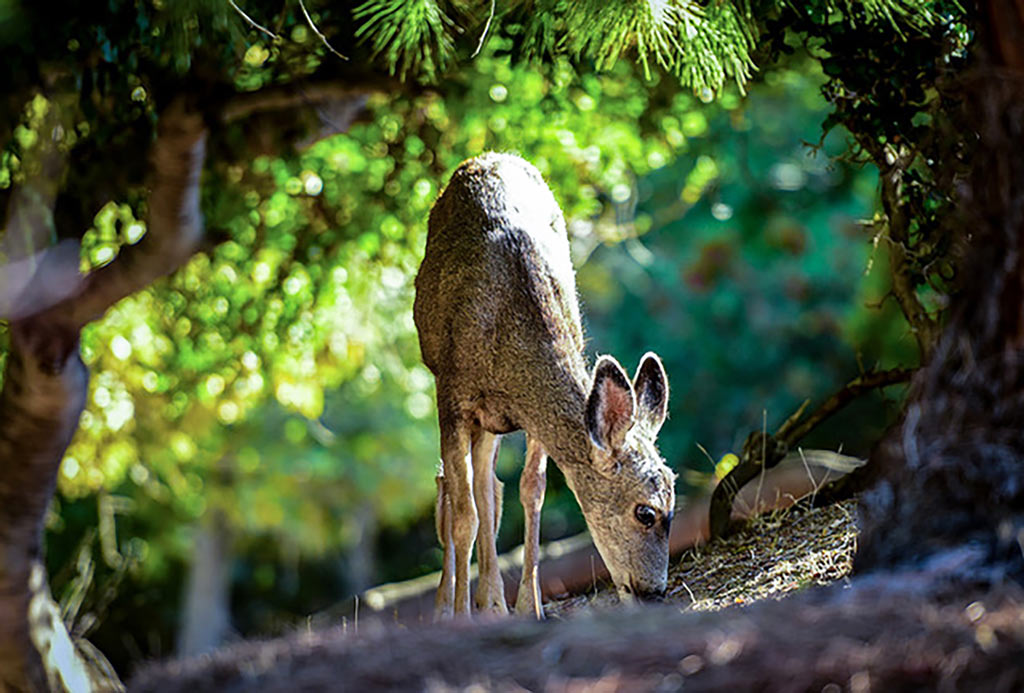 Catalina Island deer forest