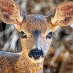 Catalina Island faun closeup